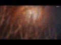 Ludwig van Beethoven - 9th Symphony 9 - Symphonie Nr. 9 - Best of Classical Music / Klassische Musik