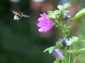 Bombelbee exits flower
