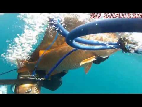 spearfishing in kuwait 2013 part1 presnted by ali karam