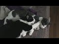 Sister kittens relaxing