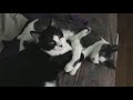 Sister kittens relaxing
