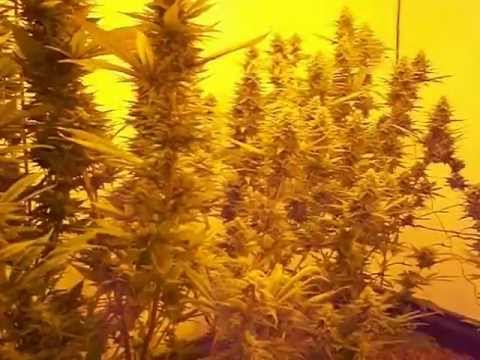 how to grow ppp cannabis