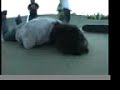 fatboy filmer falls fatboy filmer falls