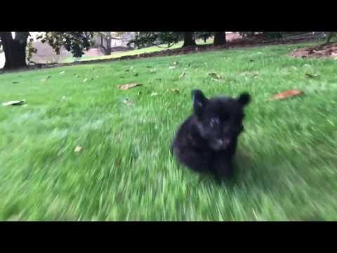 Cooper loves to run around in the grass and have a good run