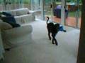 deerhound puppy Buzz