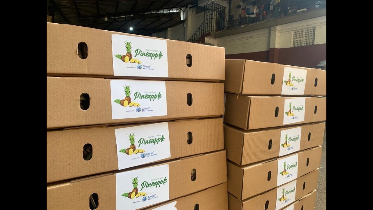 Pineapple being packed for Export | Global EXIM Sources