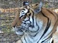 TIGER SHOT And KILLED
