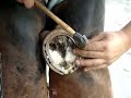 Vieji y sus cascos - Animales sin Hogar Vieji y sus cascos - Animales sin Hogar
