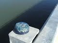 Orgonite, Orgone  and Dolphins