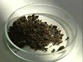 Coal from Biomass