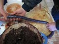 Boudin noir