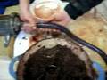 Boudin noir