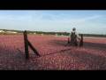 videos de October and the cranberry harvest