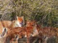Toronto Zoo Dhole Asiatic Wild Dog