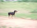 8 Month Old Doberman Pup Chasing