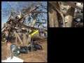 Lone Grove Tornado Slide Show