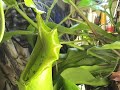 Mouse gets eaten by Nepenthes carnivorous plant! Mouse gets eaten by Nepenthes carnivorous plant!