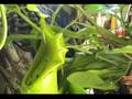 Mouse gets eaten by Nepenthes carnivorous plant!