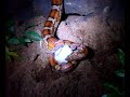 My Pantherophis guttatus eating a mouse. [Part01]