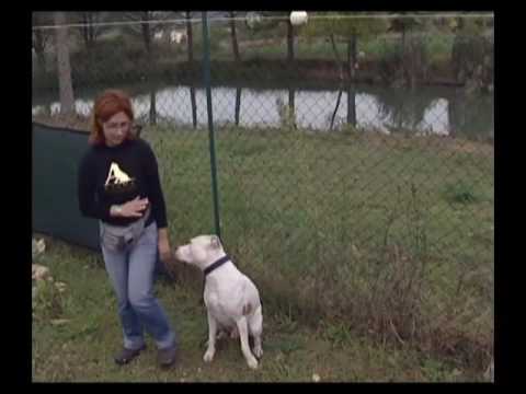 CeSVol PG Ass ATENA 2008 LQ