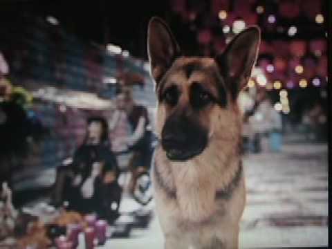 Delgado - German Shepherd Dog in Beverly Hills Chihuahua