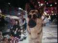 Delgado - German Shepherd Dog in Beverly Hills Chihuahua