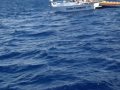 Video of whales on guam during our dolphin watch fieldtrip