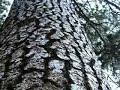 yosemiteyosemite-national-park-yosemite-travel-video-postc.html