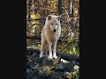 Wolf Characters Tribute - The Howling