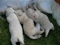baby dogs puppies