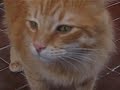 los felices kitos