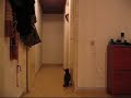 Abyssinian cat Bastet jumps Abyssinian cat Bastet jumps