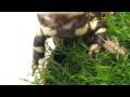 Buddy the tiger salamander catches a very annoying cricket
