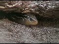 Skinks