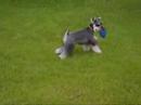Schnauser Bono de Carlos Bravo