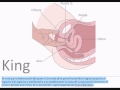 G-Spot o Punto G