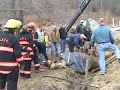 Horse rescue
