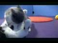 Mooshi VS 'Zumi--Kitty Slam! Championship Round3