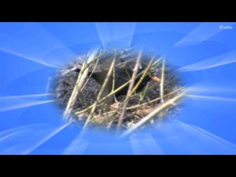Menuett major op 13 Nr. 5