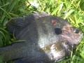 Giant catfish