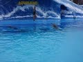 Dolphin Show - Jumping Tricks and Flipping Dolphin Show - Jumping Tricks and Flipping