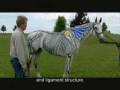 Heuschmann / If Horses Could Speak / Stimmen der Pferde