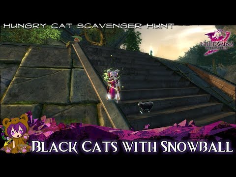 ★ Guild Wars 2 ★ - Black Cats with Snowball (Home Instance Cat)