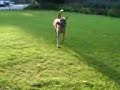 Coden en de frisbee