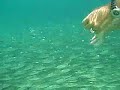 Akumal Underwater