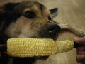 Corn Dog