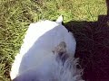 The happy Sealyham Terrier and the Schnauzer The happy Sealyham Terrier and the Schnauzer