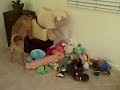 Puggle Preston Fetches Ghost