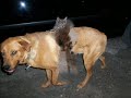 Labrador