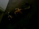 mouse playing with 'dad'